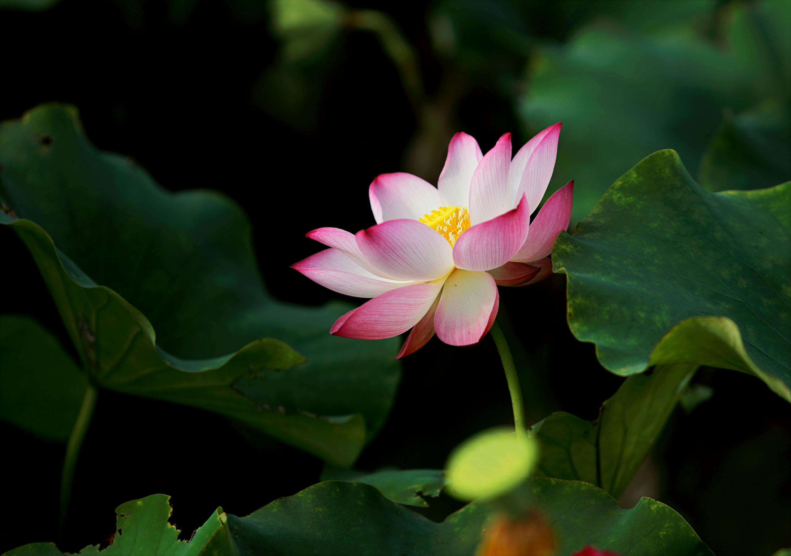 Beautiful Lotus Flower